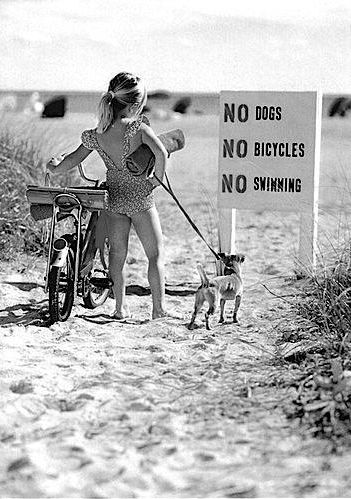 no_dogs.jpeg