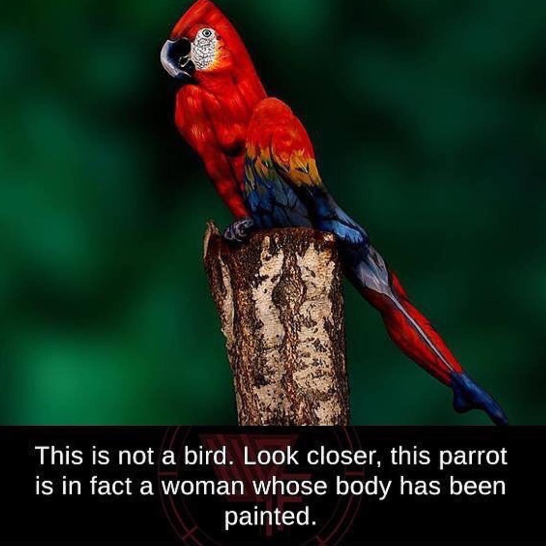 not_a_bird.jpg