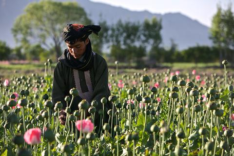 afghan_poppies.jpg