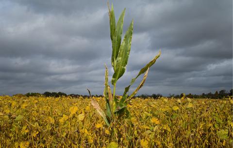 corn_stalk.jpg
