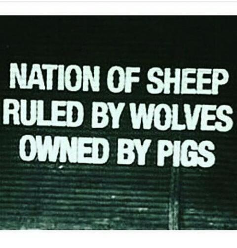 nation_of_sheep.jpg