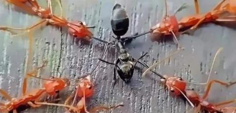 red_ants_black_ants.jpg