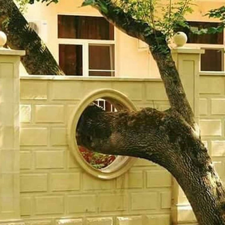 tree_hole.jpg
